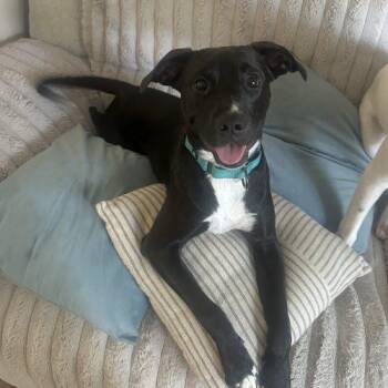 Lettie -  Mixed Breed Dog for Adoption in Georgetown, Kentucky - Lettie | PetCurious