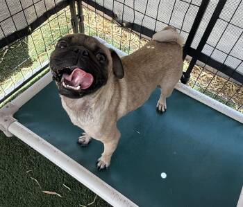 Wren -  Pug Dog for Adoption in Canutillo, Texas - Wren | PetCurious