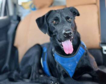 Rescue Black Labrador Retriever Dogs for Adoption in Cincinnati, Ohio - Wayne | PetCurious