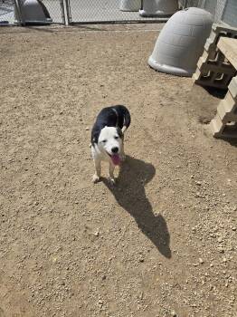 Shepherd Dogs Available for Adoption in Maquoketa, Iowa - Martha Washington | PetCurious