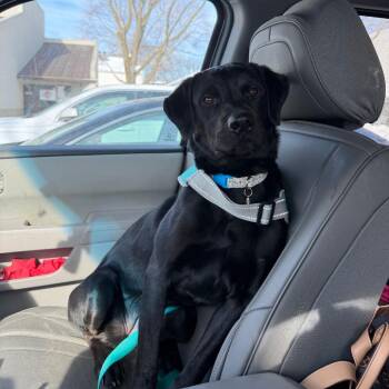 Black Labrador Retriever and German Shorthaired Pointer Dogs Available for Adoption - Ellie | PetCurious