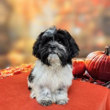 Mochi -  Maltese and Mixed Breed Dog for Adoption in Griswold, Connecticut - Mochi | PetCurious
