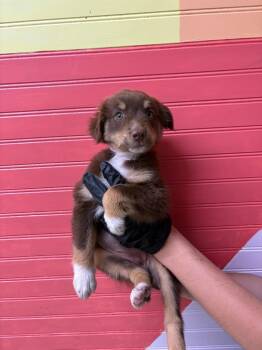 Ophelia -  Australian Shepherd Dog for Adoption in Murray, Kentucky - Ophelia | PetCurious