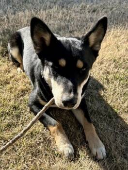 Rescue German Shepherd Dog and Australian Cattle Dog Blue Heeler Dogs for Adoption in Fort Worth, Texas - Watermelon | PetCurious