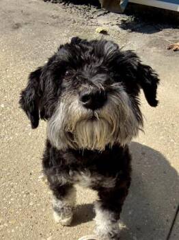 Benjamin Button -  Schnauzer and Mixed Breed Dog for Adoption in New Orleans, Louisiana - Benjamin Button | PetCurious