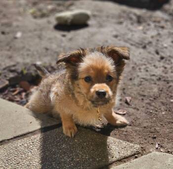 Bristle -  Miniature Poodle Dog for Adoption in Lafayette, California - Bristle | PetCurious