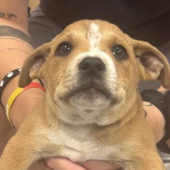 Tails -  Mixed Breed Dog for Adoption - Tails | PetCurious