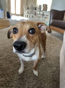 Rescue Jack Russell Terrier and Terrier Dogs for Adoption in Lexington, Kentucky - Jackson | PetCurious