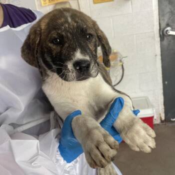 Mixed Breed Dogs Available for Adoption in Edinburg, Texas - Chalupa | PetCurious