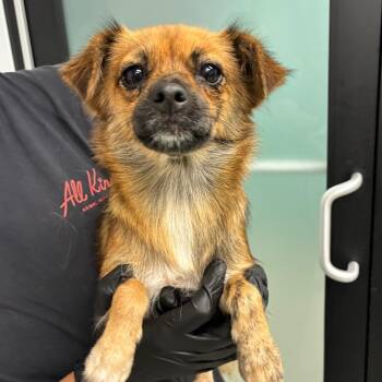 Sandie -  Mixed Breed Dog for Adoption in Abilene, Texas - Sandie | PetCurious