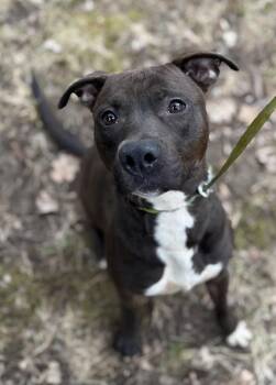 Rescue Mixed Breed Dogs for Adoption in Vassalboro, Maine - Jake | PetCurious
