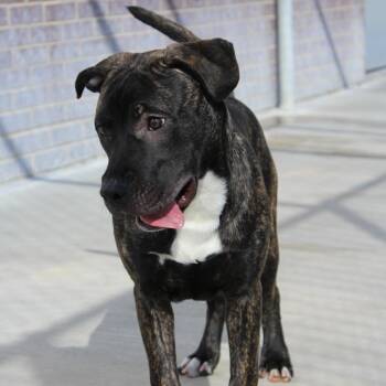 Mixed Breed Dogs Available for Adoption - Prince Pickles | PetCurious
