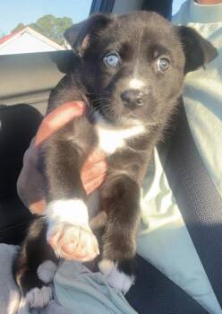 Border Collie and Siberian Husky Dogs Available for Adoption - Peep | PetCurious