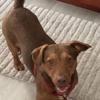 Dachshund and Mixed Breed Dogs Available for Adoption in Portage, Michigan - Grady | PetCurious