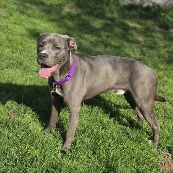 Labrador Retriever and Mixed Breed Dogs Available for Adoption in Greensburg, Pennsylvania - Shadow | PetCurious