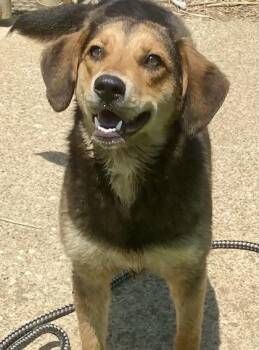 Lexi -  Beagle Dog for Adoption in Glasgow, Kentucky - Lexi | PetCurious