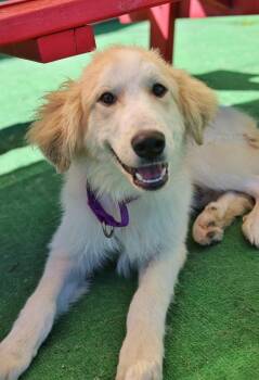 Q-Tip -  Great Pyrenees and Golden Retriever Dog for Adoption in Warren, Michigan - Q-Tip | PetCurious