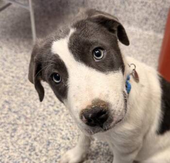 Tuesday -  Siberian Husky Dog for Adoption in Golden, Colorado - Tuesday | PetCurious