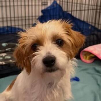 Jolene -  Mixed Breed Dog for Adoption in Redwood Valley, California - Jolene | PetCurious