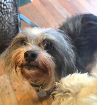 Chihuahua and Terrier Dogs Available for Adoption in Millcreek, Utah - Pixie Stix | PetCurious