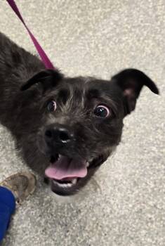 Rescue Schnauzer Dogs for Adoption in Houston, Texas - Steve | PetCurious