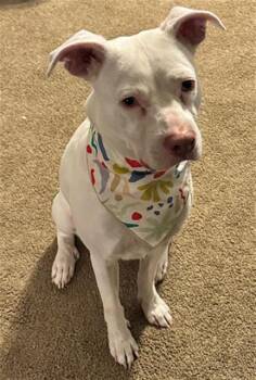 BITZ -  Labrador Retriever and Mixed Breed Dog for Adoption in Tallahassee, Florida - BITZ | PetCurious
