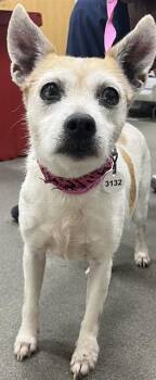 Parson Russell Terrier Dogs Available for Adoption - GILLIE | PetCurious