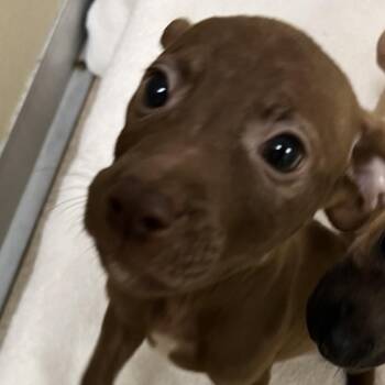 Ser Criston Cole -  Pit Bull Terrier Dog for Adoption in Pekin, Illinois - Ser Criston Cole | PetCurious