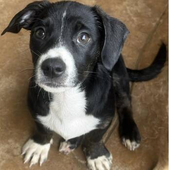 SPRUCE -  Terrier Dog for Adoption in Houston, Texas - SPRUCE | PetCurious