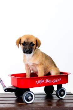 Chug Dogs Available for Adoption in Brighton, Colorado - 368-26 | PetCurious