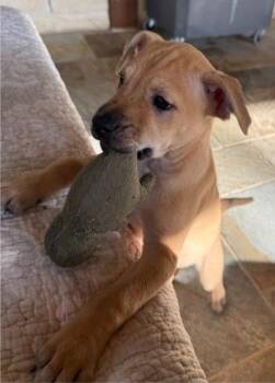 Daisy -  Border Terrier and Labrador Retriever Dog for Adoption in Sedalia, Colorado - Daisy | PetCurious