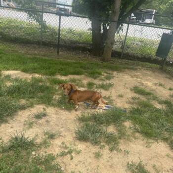 Eliot -  Dachshund Dog for Adoption in Cookeville, Tennessee - Eliot | PetCurious
