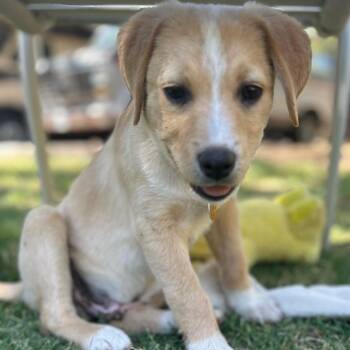 Kona -  Mixed Breed Dog for Adoption in Prescott, Arizona - Kona | PetCurious