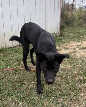 Stallios -  German Shepherd Dog and Labrador Retriever Dog for Adoption in Vancouver, Washington - Stallios | PetCurious
