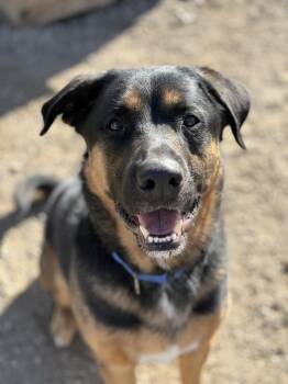 German Shepherd Dog and Mixed Breed Dogs Available for Adoption in Bemidji, Minnesota - Taz | PetCurious
