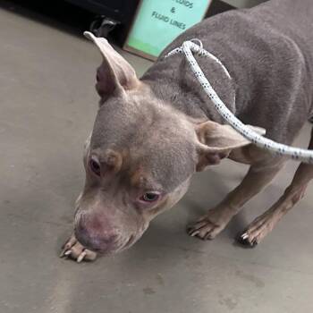 Mixed Breed Dogs Available for Adoption in Asheville, North Carolina - Shelby | PetCurious