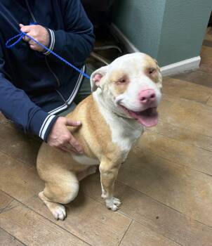 Mixed Breed Dogs Available for Adoption in Conway, South Carolina - Moonie- Vision: 0/10. Personality: 100/10. Fully Functioning Lov | PetCurious