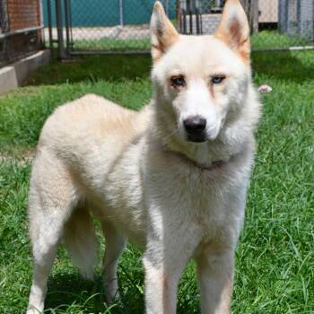 Zowie -  Husky Dog for Adoption in Beaumont, Texas - Zowie | PetCurious
