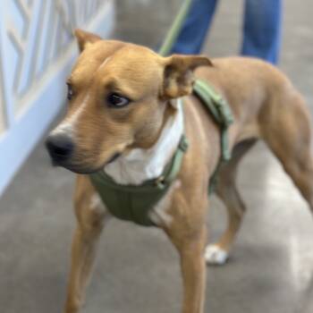 Rescue Basenji and Labrador Retriever Dogs for Adoption in Midland, Texas - Izzy | PetCurious
