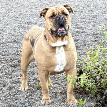 Leonard -  Bulldog Dog for Adoption in Seguin, Texas - Leonard | PetCurious