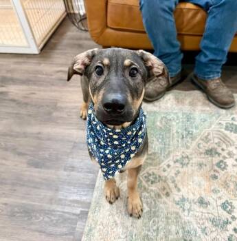 Odin Bear Just a Sweet Boy -  German Shepherd Dog and Bloodhound Dog for Adoption in Friendswood, Texas - Odin Bear Just A Sweet Boy | PetCurious