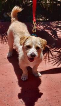 Benji -  Terrier Dog for Adoption in Mentone, California - Benji | PetCurious