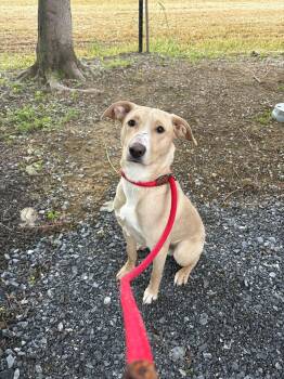 Delgado -  Mixed Breed Dog Available for Adoption in Myerstown, Pennsylvania - Delgado | PetCurious