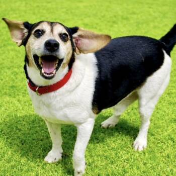 Beagle Dogs Available for Adoption in Battle Creek, Michigan - Carlton | PetCurious