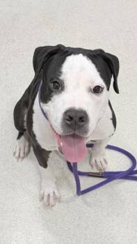 Dynamite -  American Bulldog and Mixed Breed Dog for Adoption in Honolulu, Hawaii - Dynamite | PetCurious