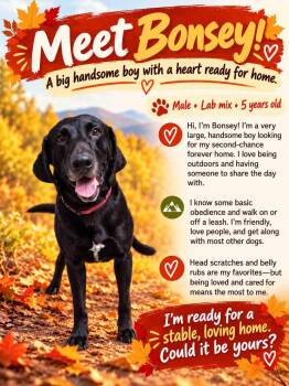 Bonesy -  Coonhound and Black Labrador Retriever Dog for Adoption in York, Nebraska - Bonesy | PetCurious