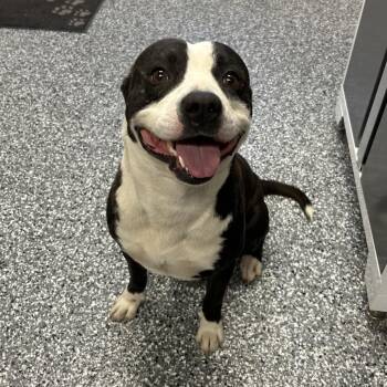 Alvin -  American Bulldog and Mixed Breed Dog for Adoption in Moravia, New York - Alvin | PetCurious