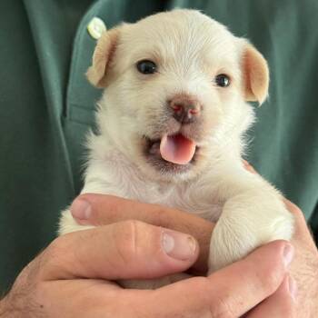 Sugar -  Poodle and Terrier Dog for Adoption in San Diego, California - Sugar | PetCurious