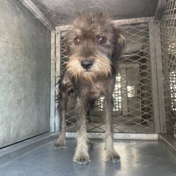 Terrier Dogs Available for Adoption in Edinburg, Texas - Bloom | PetCurious