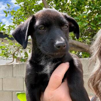 Evoque (Evie) -  Labrador Retriever and Cocker Spaniel Dog for Adoption in Los Angeles, California - Evoque (Evie) | PetCurious
